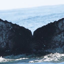 Fluke of CRC-19577