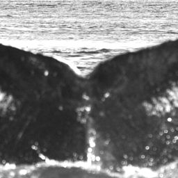 Fluke of Puzzomous