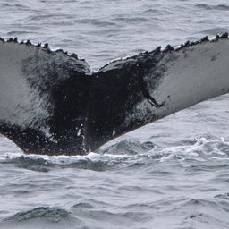 Fluke of Siren