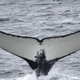 Fluke of HRC-MN190