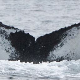 Fluke of HW-MN0102292