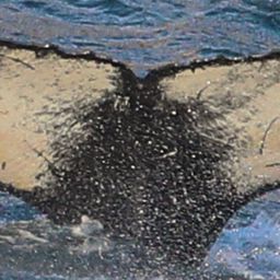 Fluke of HW-MN0102295