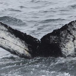 Fluke of HW-MN1300446