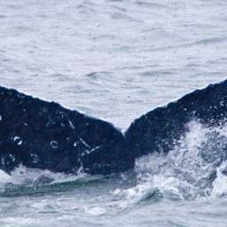 Fluke of Xeramperlina