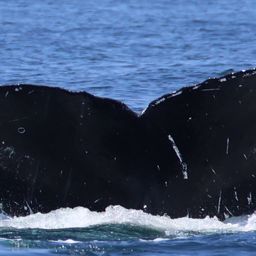 Fluke of Cruiser