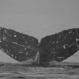 Fluke of Scorpio