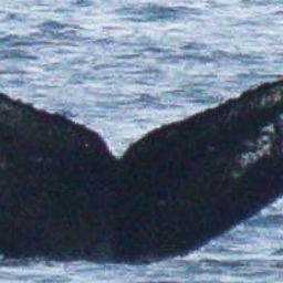Fluke of HW-MN0410007