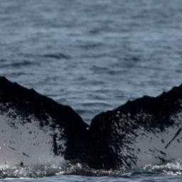 Fluke of CRC-11695