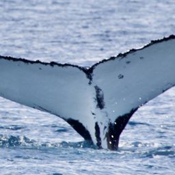 Fluke of HW-MN1102131