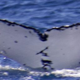 Fluke of HW-MN1102133