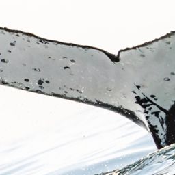 Fluke of HW-MN1102134