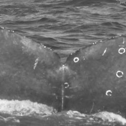 Fluke of CRC-15379