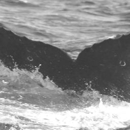 Fluke of CRC-11705