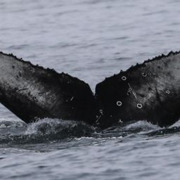 Fluke of CRC-19994