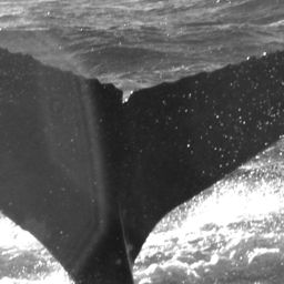 Fluke of CRC-11132