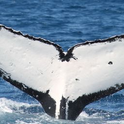 Fluke of PWF-SP_0476