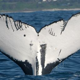 Fluke of PWF-SP_0645