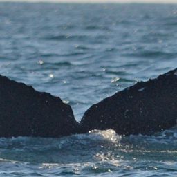 Fluke of CRC-11641