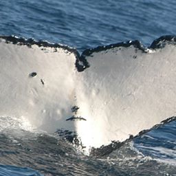 Fluke of PWF-SP_0646