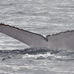 Fluke of HERACLES