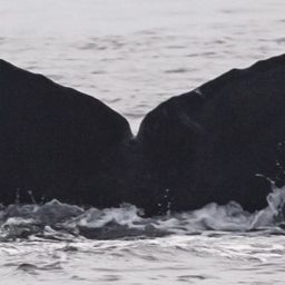 Fluke of Kulea
