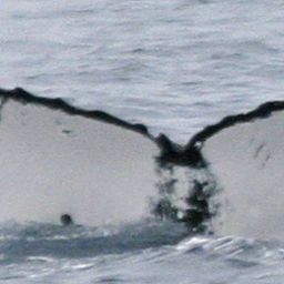 Fluke of PWF-SP_0632