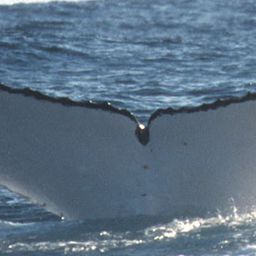 Fluke of PWF-SP_0638