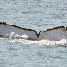 Fluke of PWF-SP_0680