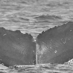 Fluke of CRC-15403