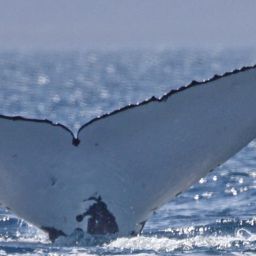 Fluke of PWF-SP_0802