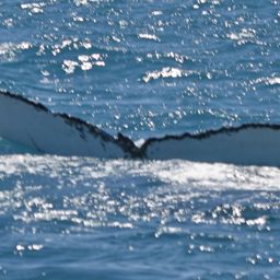 Fluke of DESIRER