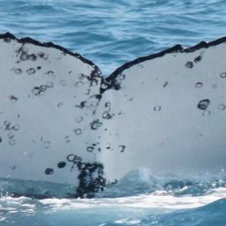 Fluke of PWF-SP_0819