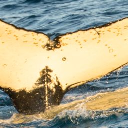 Fluke of HW-MN1300510