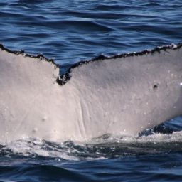 Fluke of PWF-SP_0830
