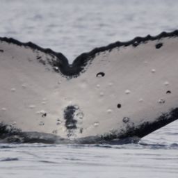 Fluke of HW-MN1200099