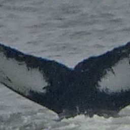 Fluke of SEAK-1862