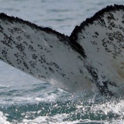Fluke of Arlo Whale