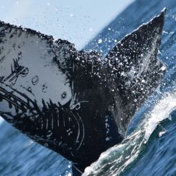 Fluke of CRC-12321