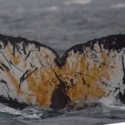 Fluke of BTBEL-Mn20_062C_P