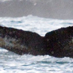 Fluke of BTBEL-Mn20_078B_P