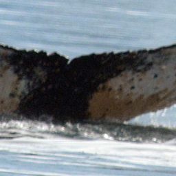 Fluke of BTBEL-Mn20_064A_P