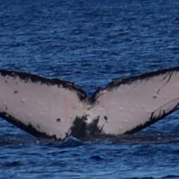 Fluke of HW-MN1200104
