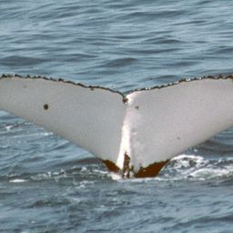 Fluke of PWF-SP_1075