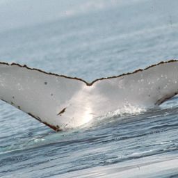 Fluke of COSTA RICA