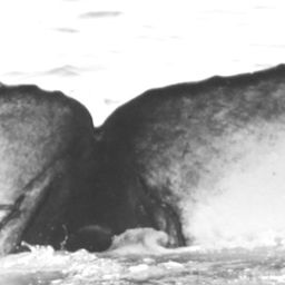 Fluke of CRC-15325