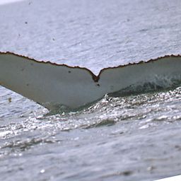 Fluke of PWF-SP_1279