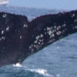Fluke of CRC-12373