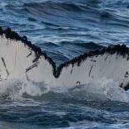 Fluke of HW-MN1110190