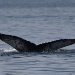 Fluke of HW-MN0522438