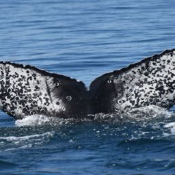 Fluke of CRC-20207